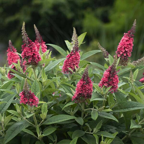 Red Buddleia Davidii Seeds for Planting – Attract Pollinators, Non-GMO - Buddleia for planting in home garden